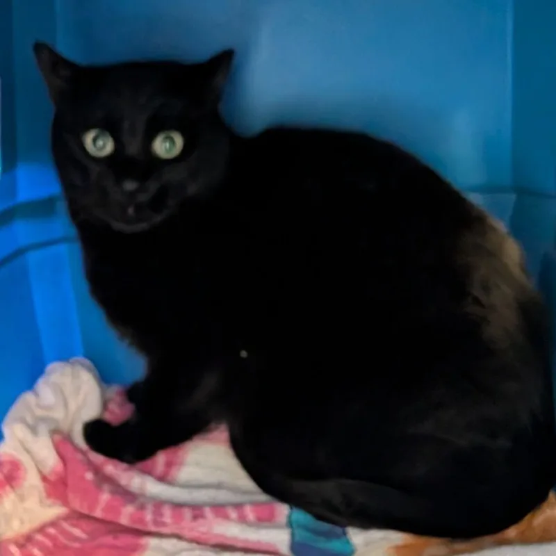 An adult large-sized male Black Domestic Short Hair cat named Lincoln for adoption in Fairport, NY