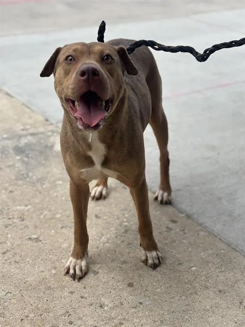 A young large-sized male Mixed Breed dog named Brody for adoption in Dallas, TX