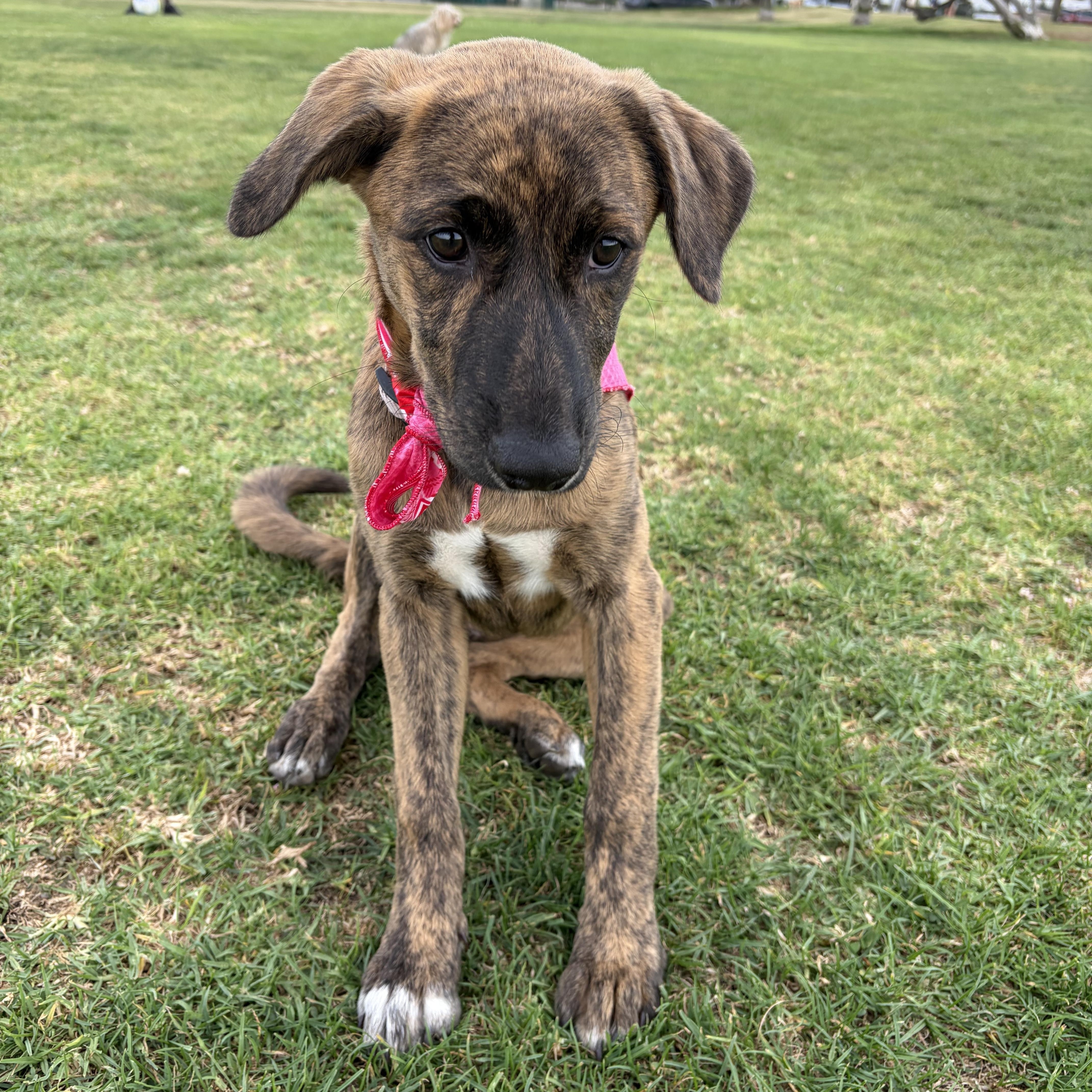 A baby medium-sized female Brindle Dutch Shepherd dog named Millie for adoption in Poway, CA