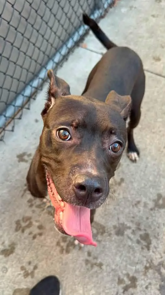 An adult medium-sized male Black Pit Bull Terrier dog named Detroit for adoption in Chicago, IL
