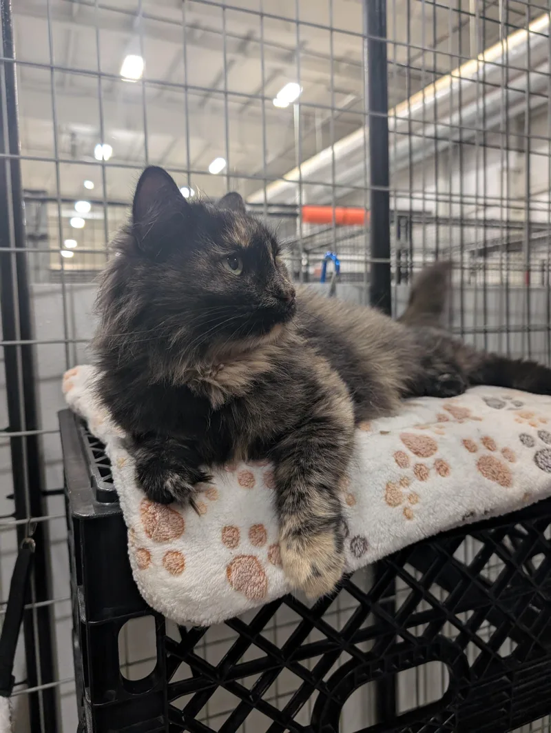 An adult medium-sized female Domestic Medium Hair cat named Veronica for adoption in Columbus, OH
