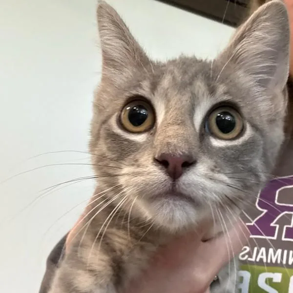 A baby small-sized female Domestic Short Hair cat named Marcella for adoption in Des Moines, IA
