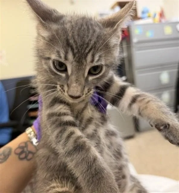 A baby small-sized male Domestic Short Hair cat named Moomoo for adoption in Miami, FL