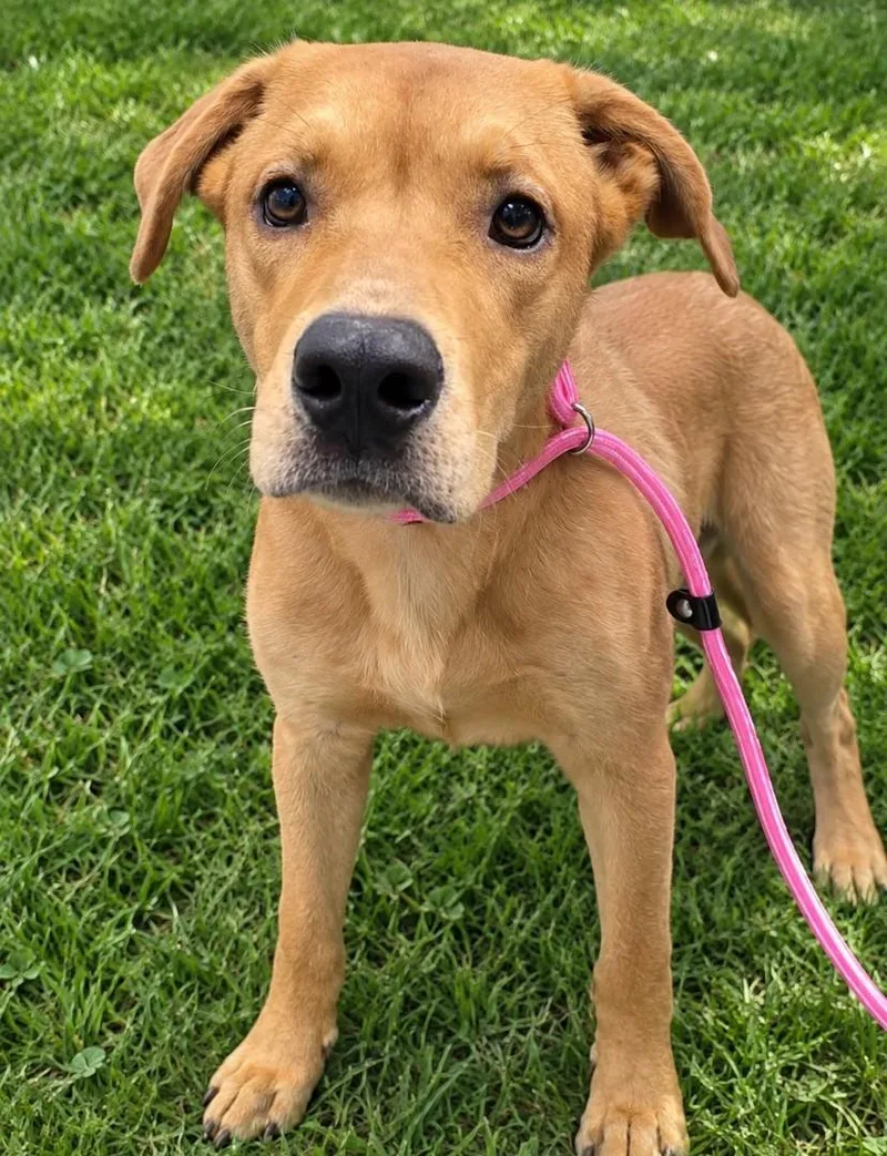 An adult large-sized male Golden Yellow Labrador Retriever dog named Clifford for adoption in Orangeburg, SC