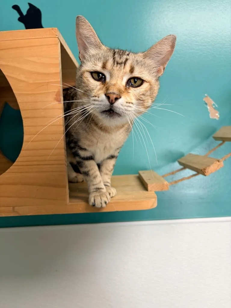 An adult medium-sized female Domestic Short Hair cat named Savanah for adoption in Batesville, AR