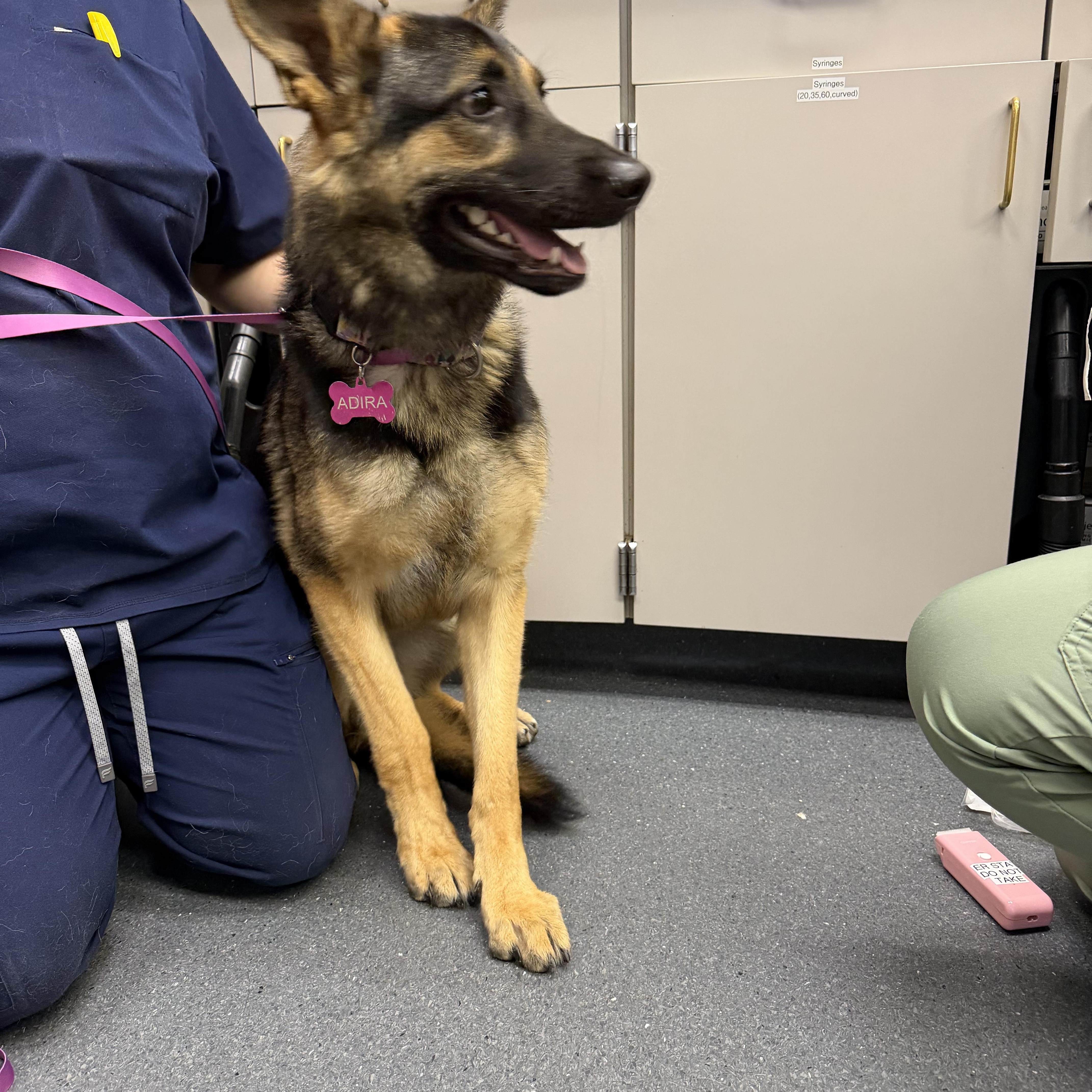 A young medium-sized female Bicolor German Shepherd Dog dog named Adira for adoption in Penryn, CA