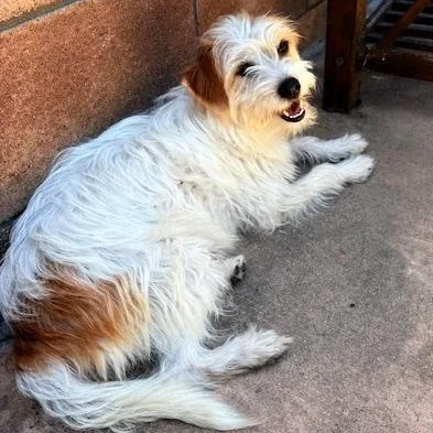 An adult small-sized female Apricot / Beige Maltese dog named Dolly for adoption in Torrance, CA