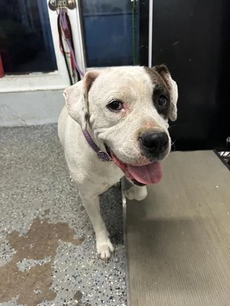 An adult large-sized female Pit Bull Terrier dog named Alexa for adoption in Mobile, AL