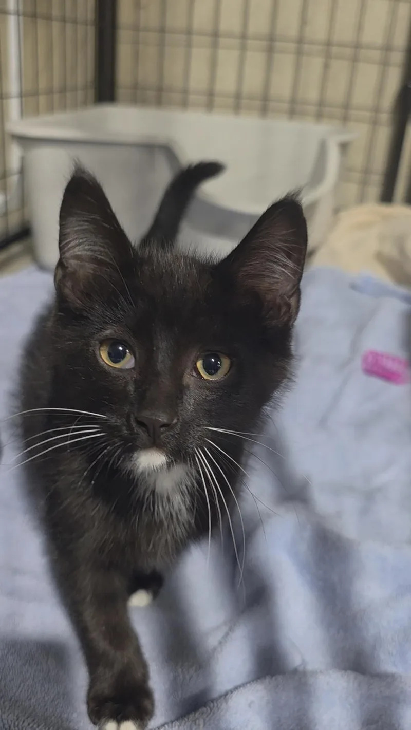 A baby small-sized male Black Domestic Medium Hair cat named Oreo for adoption in Sauk City, WI