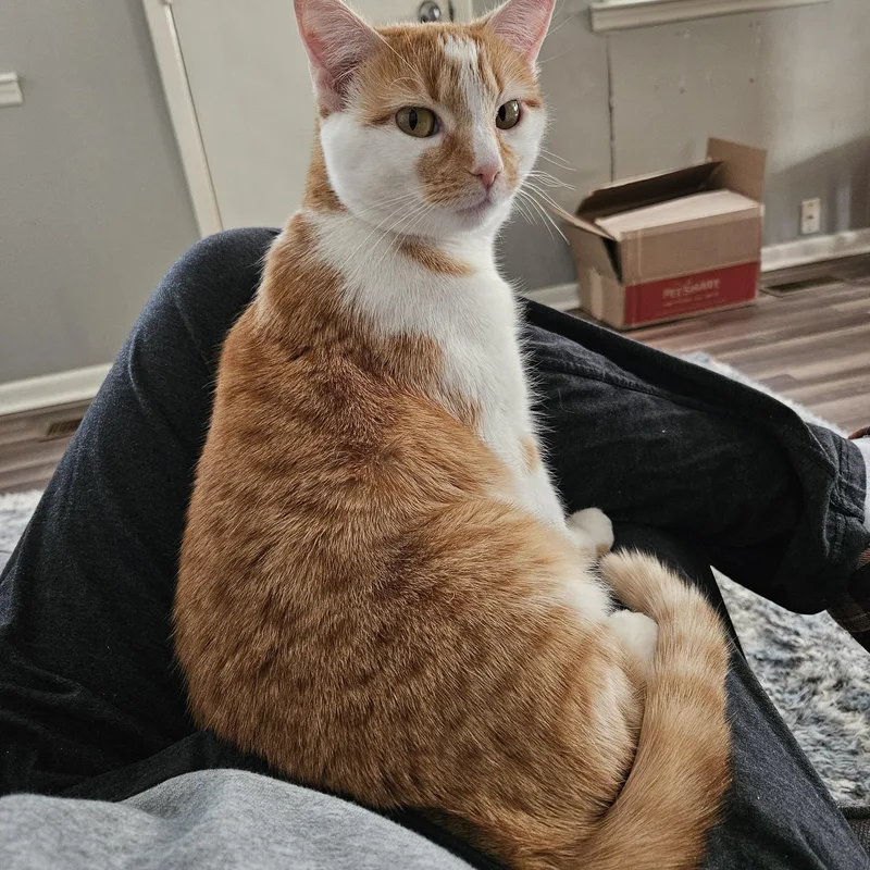 An adult medium-sized female Orange & White Domestic Short Hair cat named Artemis for adoption in Nashville, TN