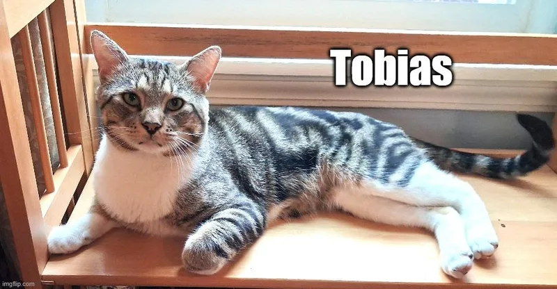 A young medium-sized male Tabby cat named Tobias for adoption in North Billerica, MA