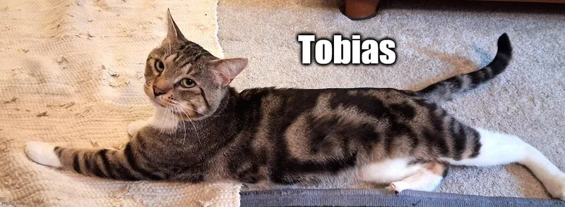 Tobias thumbnail 2