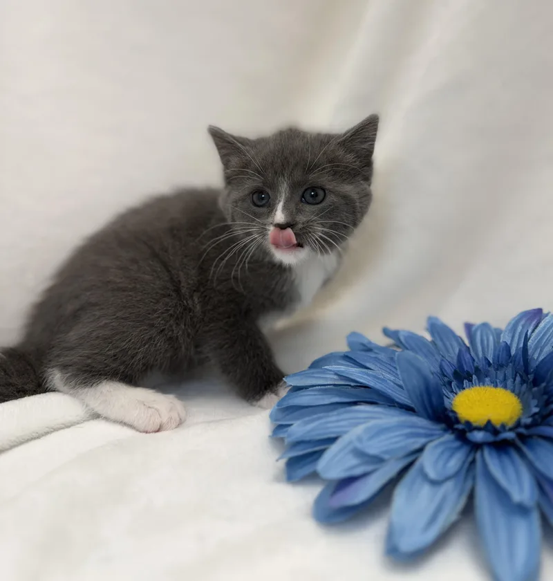 A baby medium-sized female Gray & White Domestic Short Hair cat named Doireann for adoption in Greensboro, NC