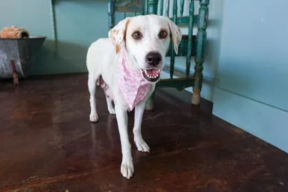 An adult medium-sized female Labrador Retriever dog named Jean Jacket for adoption in San Antonio, TX