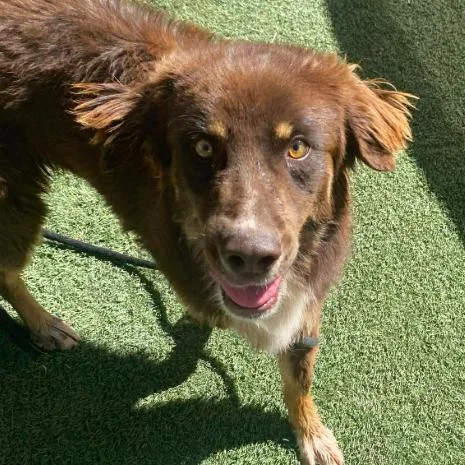 An adult medium-sized male Brown / Chocolate Australian Shepherd dog named Dimitri for adoption in Fort Collins, CO