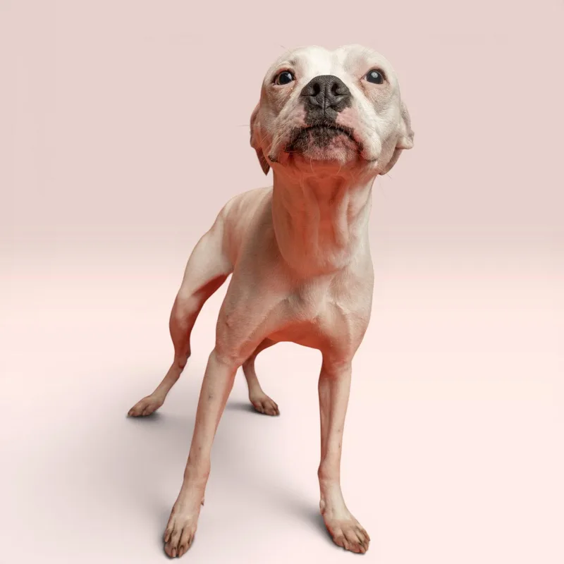 A young medium-sized male Boxer dog named Nolan for adoption in Richardson, TX