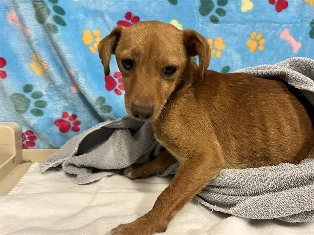 A young small-sized male Chihuahua dog named Forrest for adoption in Modesto, CA