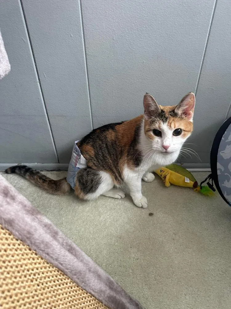 A senior small-sized female Orange & White Domestic Short Hair cat named Missus for adoption in Chicago, IL