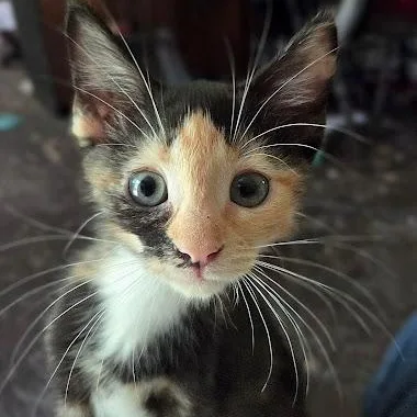 A baby small-sized female American Shorthair cat named Brooke for adoption in Danbury, CT