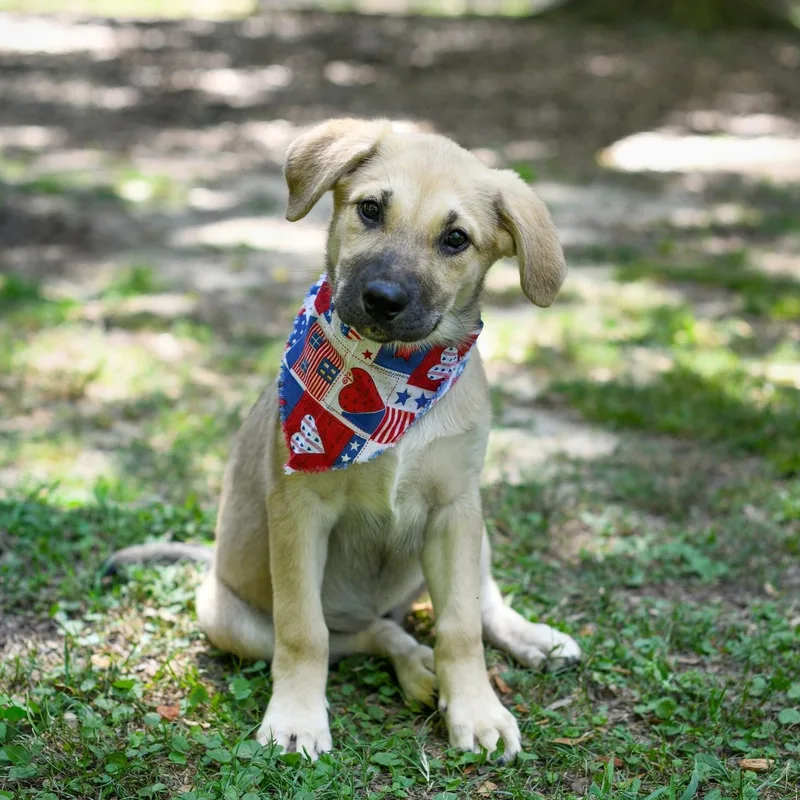 A baby medium-sized female Sable Mixed Breed dog named Demi for adoption in BONIFAY, FL