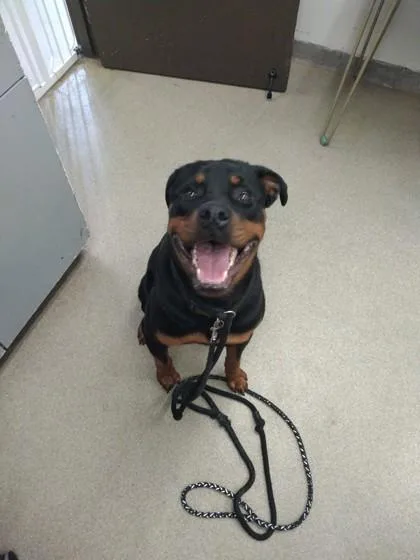 A baby large-sized male Rottweiler dog named Duke for adoption in Palm Coast, FL