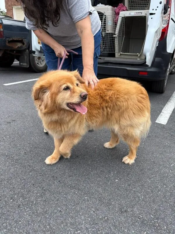 Gracie