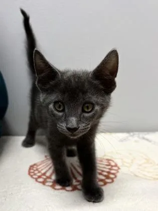 A baby small-sized male Domestic Short Hair cat named Paul for adoption in West Chester, PA