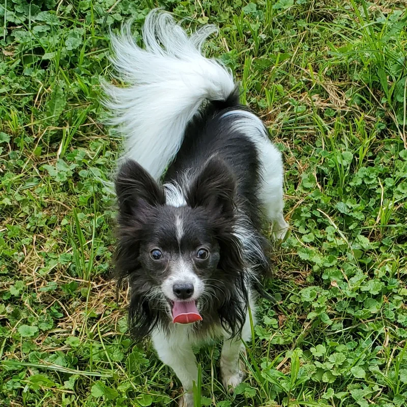 Poppy & Charlie Brown thumbnail 2