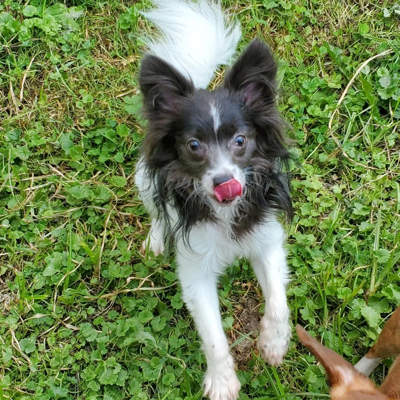 Poppy & Charlie Brown thumbnail 3