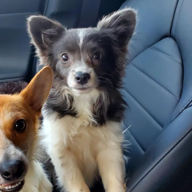 Poppy & Charlie Brown thumbnail 5