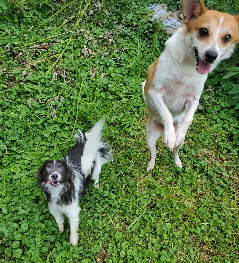 Poppy & Charlie Brown thumbnail 6