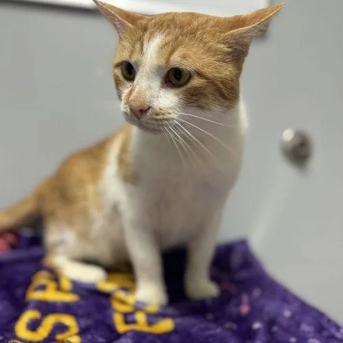 A baby medium-sized male Domestic Short Hair cat named Steely Dan for adoption in Toms River, NJ