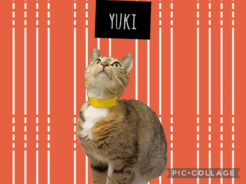 A young medium-sized female Domestic Short Hair cat named Yuki for adoption in Muncie, IN