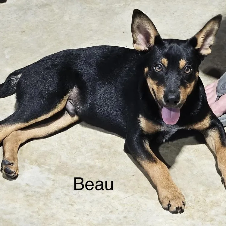 Beau thumbnail 4