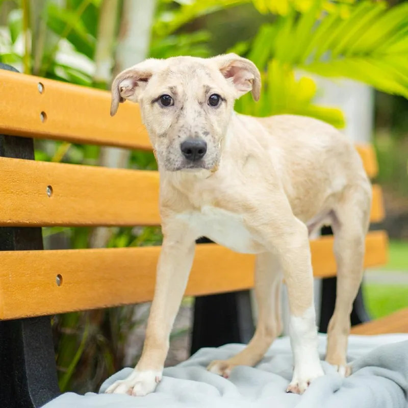 Nutty Buddy thumbnail 2