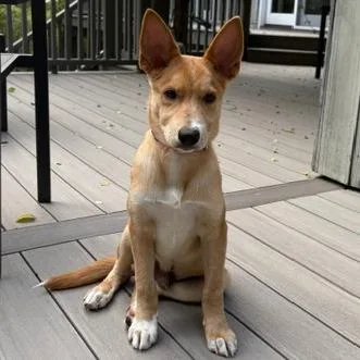 A baby small-sized male Yellow / Tan / Blond / Fawn Shepherd dog named Owen for adoption in Briarcliff Manor, NY