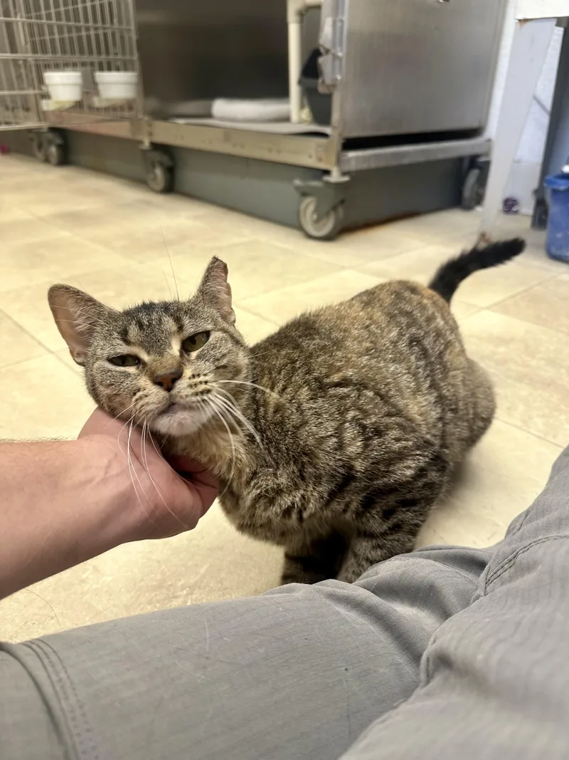 An adult medium-sized female Torbie Domestic Short Hair cat named Flicker for adoption in Parsippany, NJ
