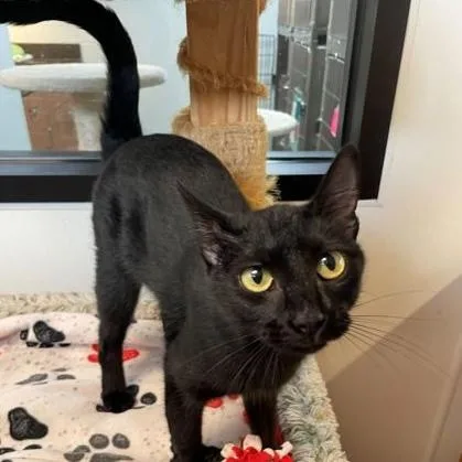 An adult medium-sized female Black Domestic Short Hair cat named Blackie for adoption in Rochester, MN