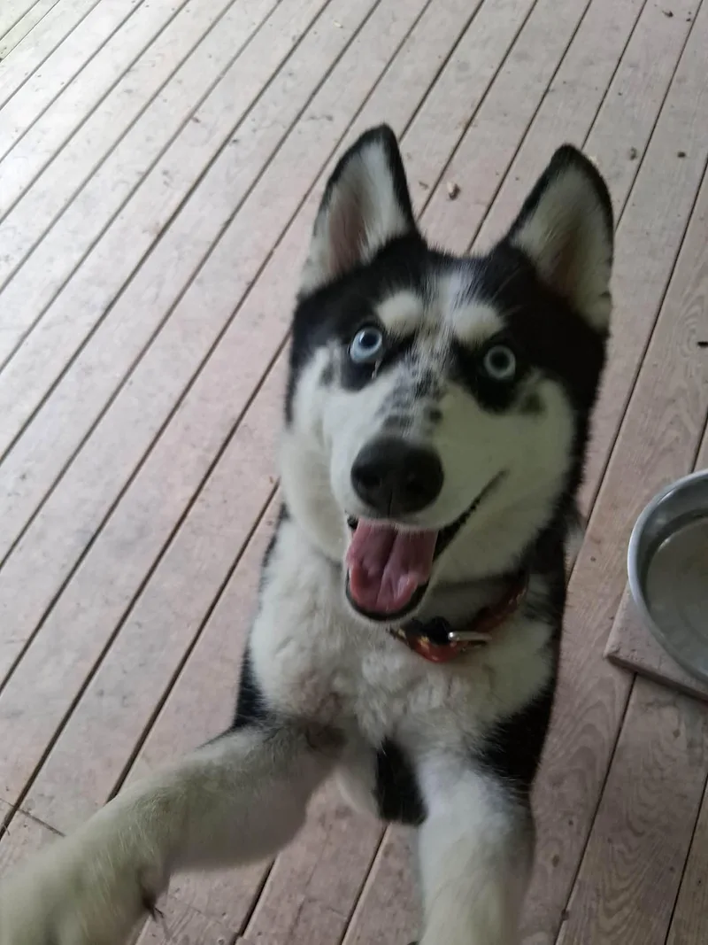 An adult medium-sized female Pomsky dog named Lucille for adoption in Huntingdon, PA