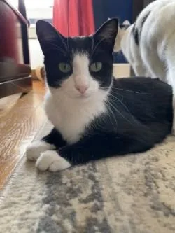 A young medium-sized female Black & White / Tuxedo Domestic Short Hair cat named Katniss And Primrose for adoption in Lemoyne, PA