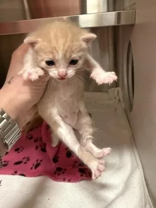 A baby small-sized female Domestic Short Hair cat named Clementine for adoption in Atlanta, GA