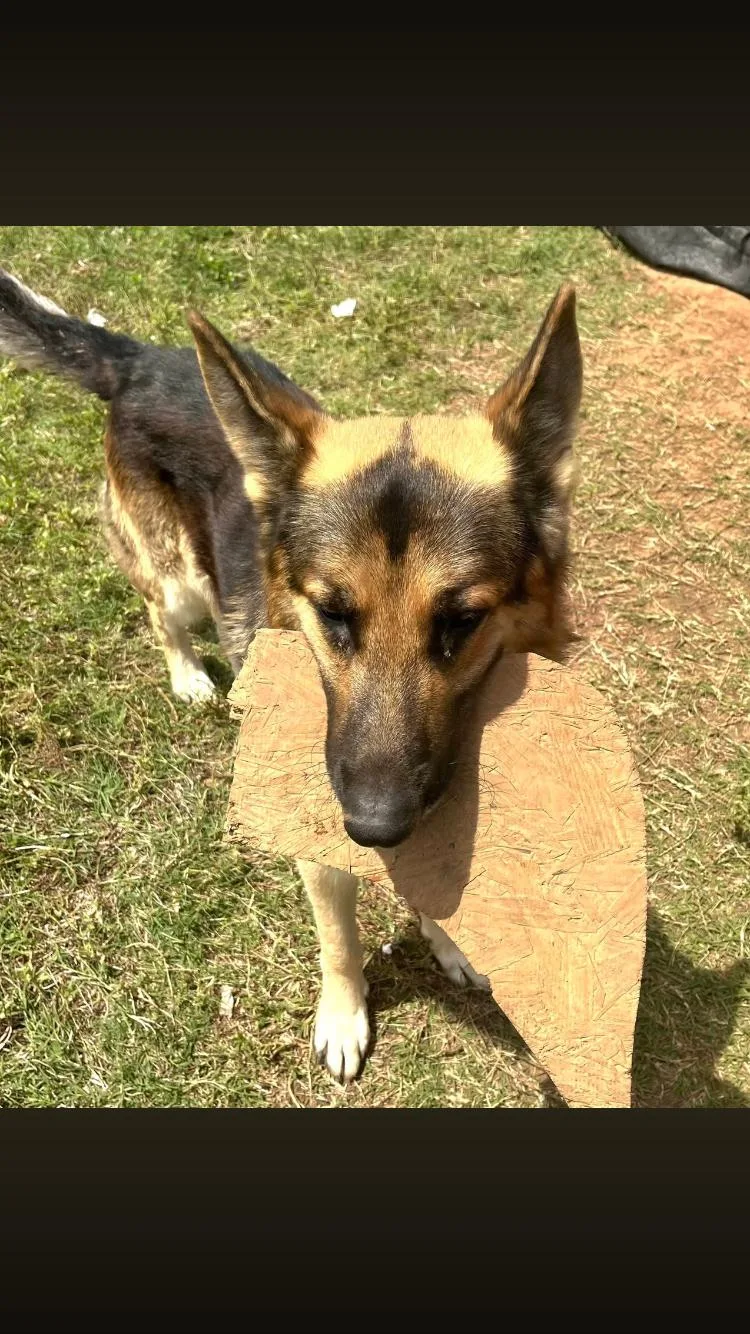 An adult large-sized male Bicolor German Shepherd Dog dog named Bear for adoption in Paradise, TX