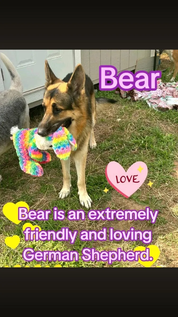 Bear thumbnail 5