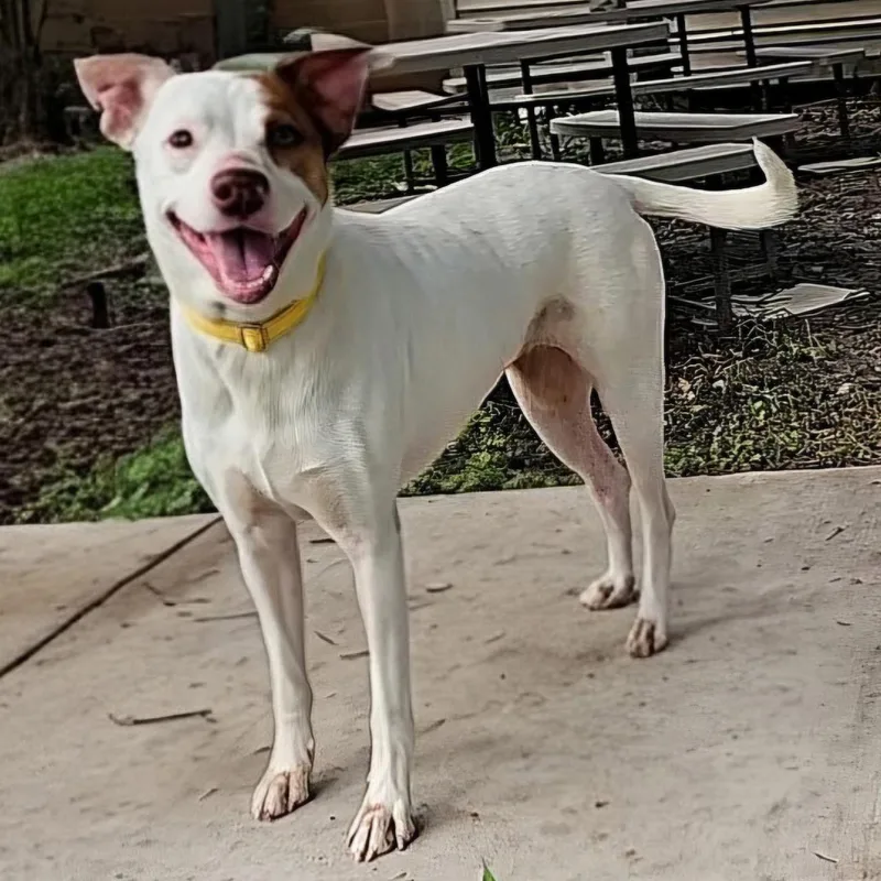 An adult medium-sized female White / Cream Vizsla dog named Rain for adoption in CORPUS CHRISTI, TX