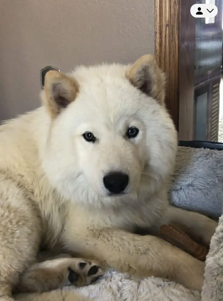 A young large-sized male White / Cream Samoyed dog named Bear for adoption in Dysart, IA