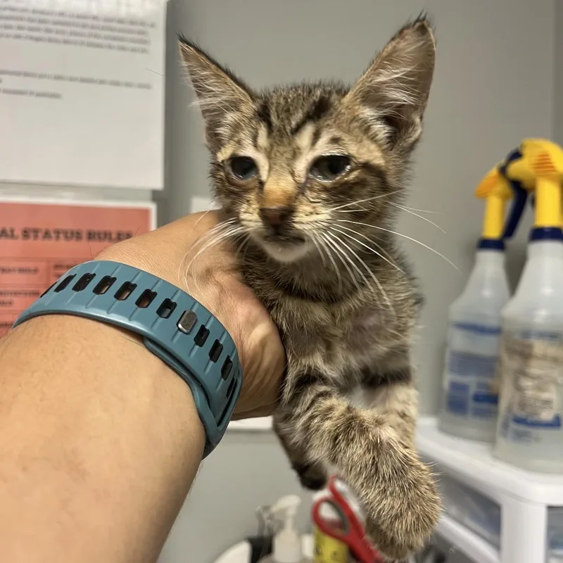 A baby small-sized male Gray / Blue / Silver Domestic Medium Hair cat named Harmony for adoption in Chattanooga, TN