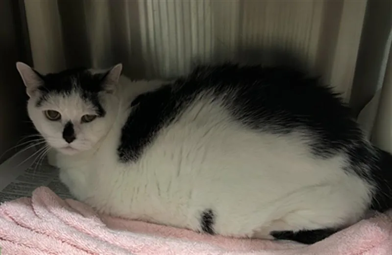 A senior extra large-sized female Domestic Short Hair cat named Cookie for adoption in Derwood, MD