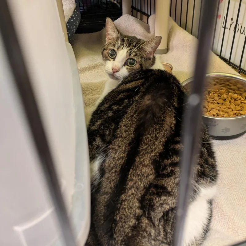 A senior small-sized female Domestic Medium Hair cat named Cici for adoption in Fulton, TX