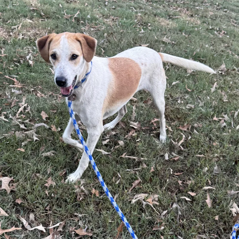 A young medium-sized male English Coonhound dog named Spotz for adoption in Alexandria, LA