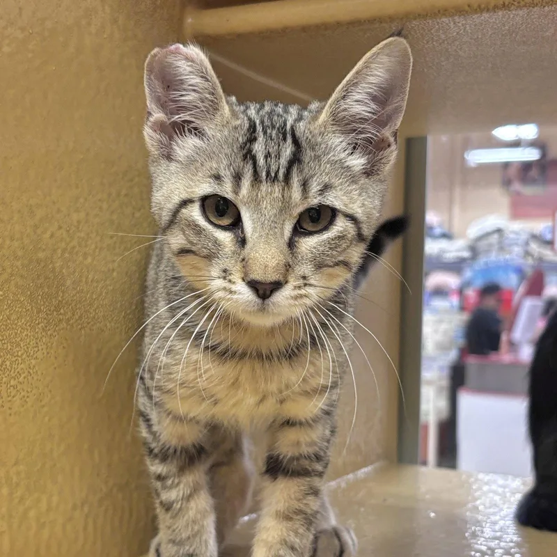 A baby medium-sized male Domestic Short Hair cat named Monkey for adoption in Sonora, CA